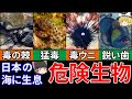 【ゆっくり解説】日本の海に生息する身近な危険生物７選