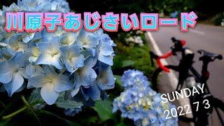 【サイクリング】川原子あじさいロードに行ってきた！色とりどりな個性のある紫陽花はとても綺麗でした！