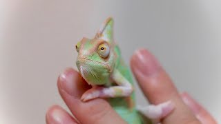 A chameleon that chases crickets and eats.