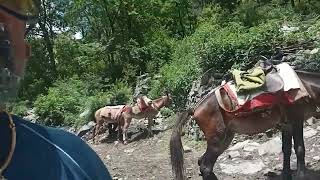 Pony trek ride from Pulna  to Ghangaria - 2