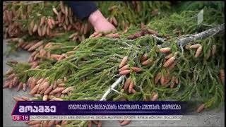დეპარტამენტი წიწვოვანი ხე-მცენარეების რეალიზაციის პუნქტების მასშტაბურ  შემოწმებას ახორციელებს