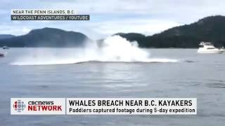 Humpback Whales breach near BC Kayakers