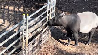 カナエちゃん 柵越しにユメタくんをペロペロ❣️ マレーバク　千葉市動物公園にて　2023年12月17日