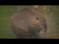 Nutria in the wild.Animals Of The World.Domestic and Wild Animals.Animal world.HD