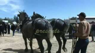 The Grand Tradition of the Waverly Midwest Horse Sale