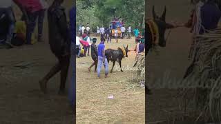 #shorts | Siravayal manjuvirattu 2023 siravayal jallikattu live 22 #siravayal #siravayalmanjuvirattu