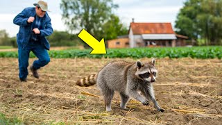 A Farmer Tries to Chase Away a Raccoon, Until He Discovers Its Heartbreaking Secret!