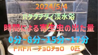 2024/5/4(土)ハタタテダイ淡水浴15分寄生虫ドバドバ出る