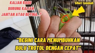 CARA AGAR CEPAT TUMBUH BULU TROTOL PADA BURUNG CUCAK IJO MINI ATAU BIG