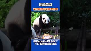 花花和葉今天過生日啦#panda #animals #花花 #大熊貓花花 #何花 #cute #shorts #生日快樂