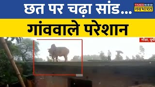 UP News Live: घर की छत पर चढ़ा सांड.. गांववाले हुए परेशान, बुलानी पड़ी क्रेन | Hindi Latest News