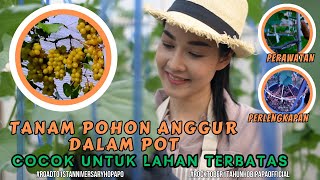 SEMUA PASTI BISA! PANDUAN LENGKAP CARA MUDAH TANAM POHON ANGGUR DALAM POT COCOK UNTUK LAHAN TERBATAS