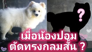 ตัดขน​น้องหมาปอม ทรงกลมสั้น