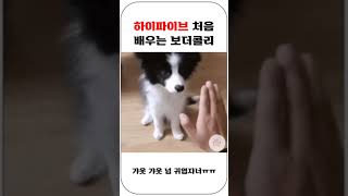 하이파이브 처음 배우는 보더콜리