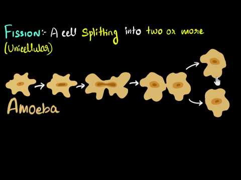 What organisms reproduce by binary fission?