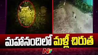 Mahanandi Temple: మహానంది క్షేత్రంలో మరోసారి చిరుత కలకలం | NTV