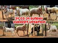 24-03-24 Al-Shaji Farms Sunday Current Updation Video