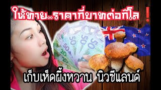 Ep.36 เห็ดผึ้งหวานป่านิวซีแลนด์| ราคาสูงมาก|Porcini New Zealand|เดินป่าเก็บเห็ด 6 ชม.เก็บได้ 20 กิโล