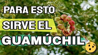 Properties and Benefits of Guamuchil Sweet Fruit, Payandé, Pinzán, Chiminango