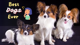 8 Reasons Why YOU Should Get a Papillon Dog