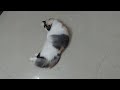 how i calm my cat in heating period cat heating symptoms cat heat explained in tamil