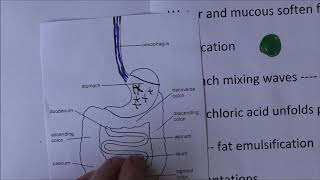 Digestive System, Mecahnical and chemical digestion, Absorption full lecture