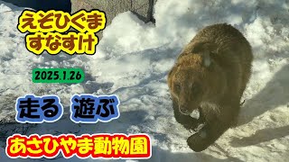 あさひやま動物園　えぞひぐまのすなすけ　2025 1 26