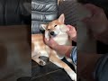 【柴犬】大好きなモフモフマッサージにうっとりする柴犬♡＃shorts＃柴犬＃dog