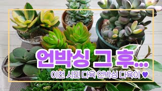 210505 다육스케치 l 이천시민다육 언박싱 그 후 l 다육이 분갈이 l 국민다육 l 다육식물 l Succulent plants l 초보다육 l 다육이 키우기