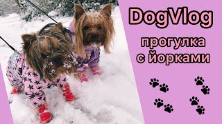 DogVlog: ПРОГУЛКА С ДВУМЯ ЙОРКАМИ / ПОТЕРЯЛИ БОТИНКИ / БОЛТАЛКА