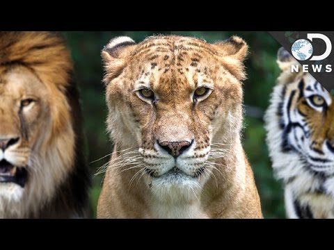How Evolution Creates Hybrid Animals How Evolution Creates Hybrid Animals