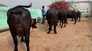 Sajjan Dangi के डेयरी फ़ार्म पर बिक्री वाली भैंस ❣️❣️