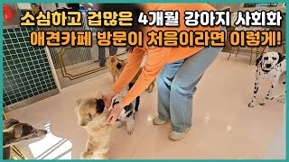 소심하고 겁많은 강아지, 애견카페 사회화 교육은 이렇게! | 페키니즈 연탄