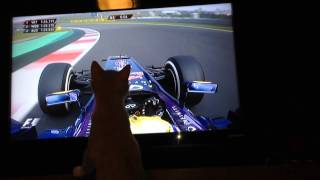 Pluto the kitten watching F1