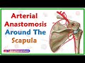 Arterial Anastomosis around the Scapula - Upper limb gross anatomy usmle step 1 videos