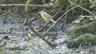 河口湖フィールドセンターのウグイスの水浴び　その２（4K動画）