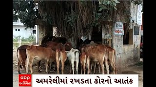 Amreli : અમરેલીના મુખ્ય માર્ગો અને હાઈવે પર રખડતા ઢોરનો ત્રાસ યથાવત