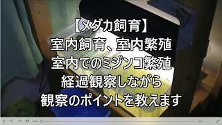 【メダカ飼育】室内飼育、室内繁殖 室内でのミジンコ繁殖 経過観察しながら観察のポイントを教えます