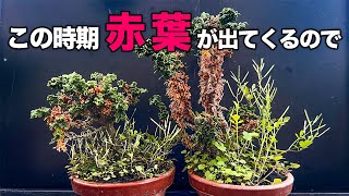 【SKH】石化檜は11月ごろに古葉すかし #盆栽 #bonsai