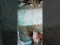 بازی موش و گربه اینه که میگن 😻🐀@