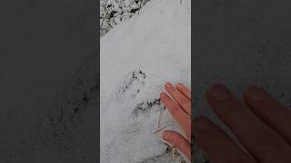 Vāveres pēdu nospiedumi 🤩 /Squirrel tracks in snow ❄️ #nature #winter #footprints #squirrel