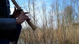 HONTE CHOSHI - shakuhachi flute and bird songs