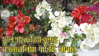 আমারা কিভাবে টবে বুগেনভেলিয়া গাছ তৈরী করবো ?  | Bougainvillea Reporting