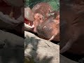 Hippos Love Watermelons