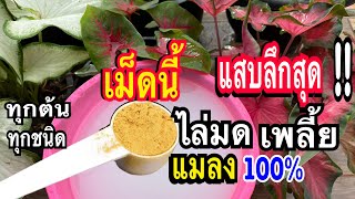 แค่2เม็ด!!สูตรไล่มดแมลงเพลี้ยยุงจิ้งจกตุ๊กแกเห็นผลจริง100%สูตรพริกดกแน่นเต็มพืชงามทั้งสวนแม่ก้อยพาทำ