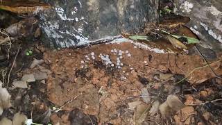 Coprinellus disseminatus from Bandoda, recorded by BMC member Devesh Naik