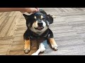 これをしてくる柴犬はあなたの事が大好きです。【黒柴犬】【shiba inu】【豆柴】