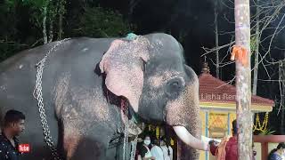 കോങ്ങാട്ടുകുന്നേൽ ശങ്കരനാരായണൻ 🥰🥰 / Kongattukunnel sangaranarayanan elephant