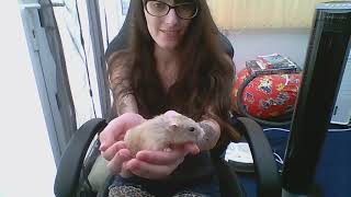 Introducing my Russian Dwarf Hamster, Snowy. /W funny cc.