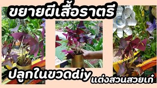 ขยายผีเสื้อราตรี กระถางขวดพลาสติก#diy#ไม้ประดับ #แต่งสวนสวย